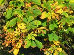 15321 Autumn leaves in the sun.jpg